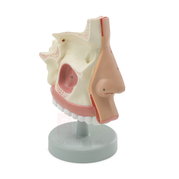 Human Nasal Cavity Model